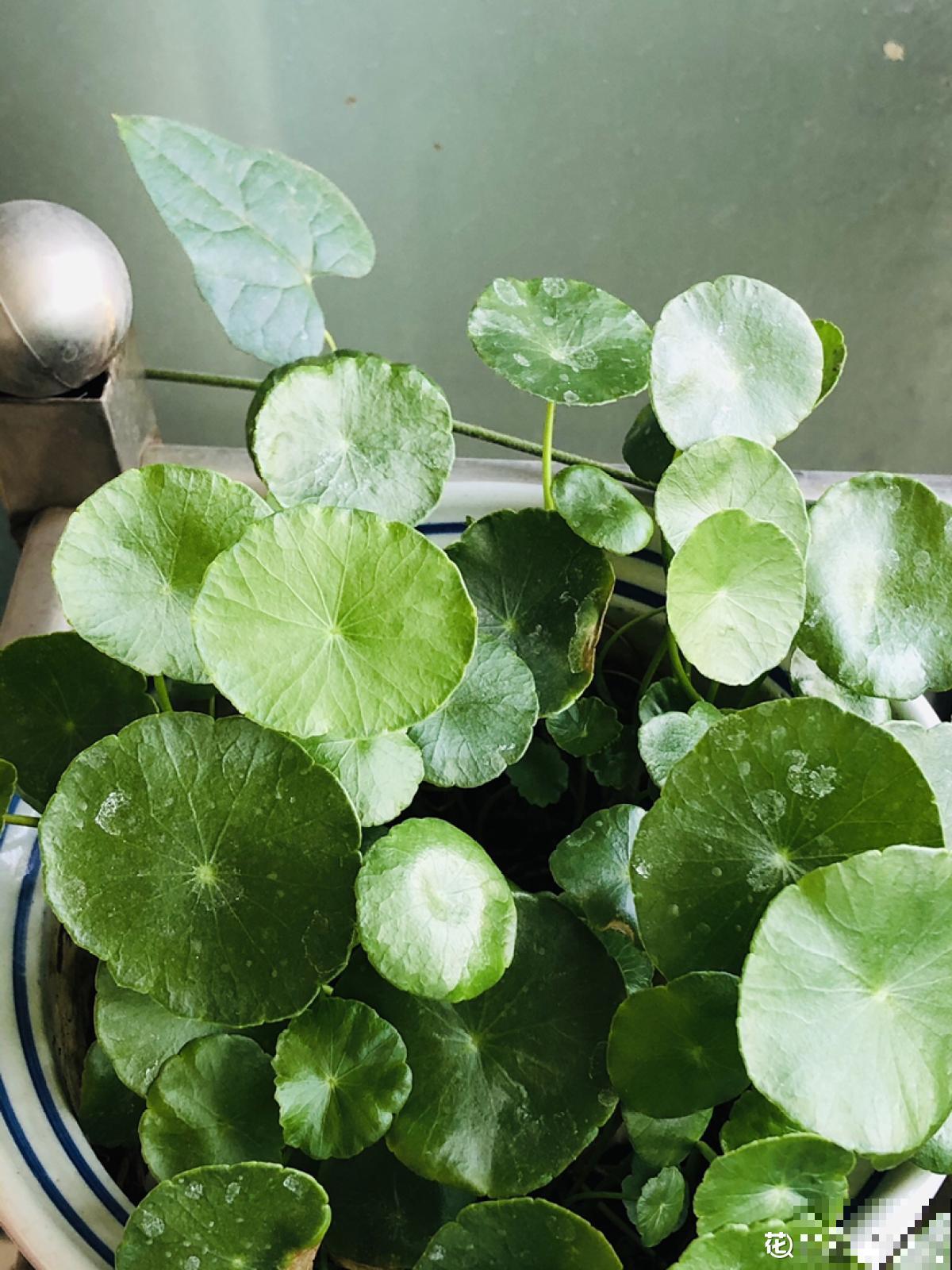 出差没几天，铜钱草头“低穿地心”，狂补水就能直接复活