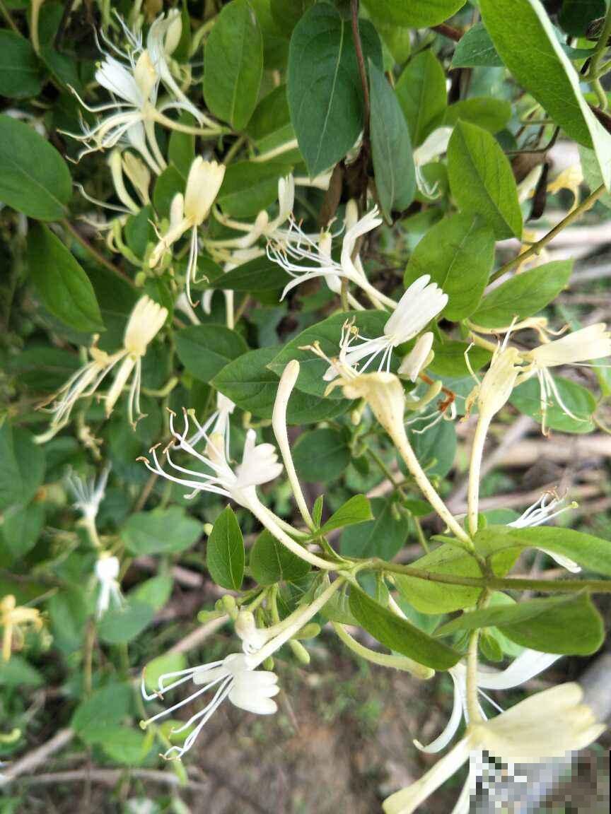 家里养盆金银花，掌握4点养护，简单养好金银花