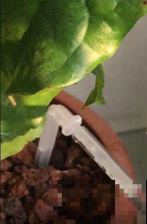 补水也有“窍门”，学会了植物能喝饱，整个秋天长得壮