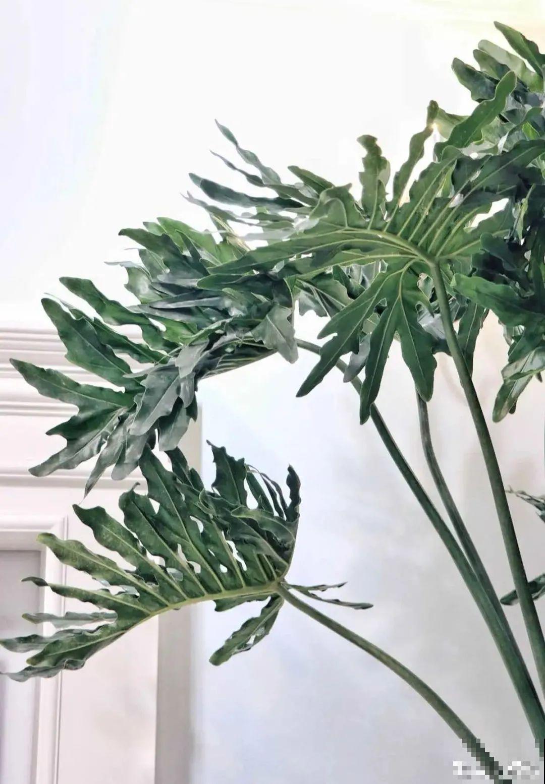 10种花,看着贵气有格调,实际价格很便宜 10种花,看着贵气有格调,实际价格很便宜