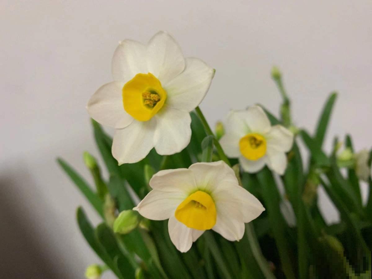 100种常见花,今天终于知道叫什么名了,建议收藏 100种常见花,今天终于知道叫什么名了,建议收藏