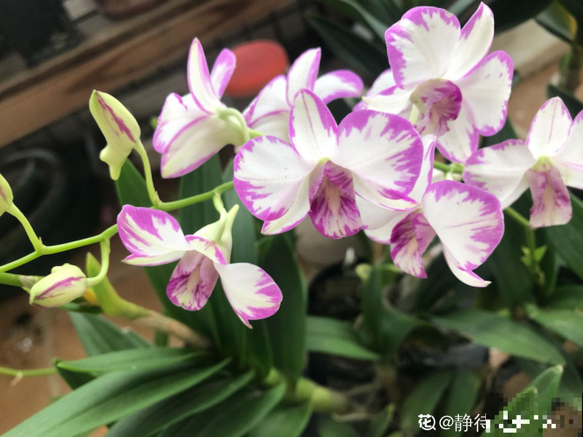 养花和性格息息相关，什么性格喜欢什么花，你同意吗