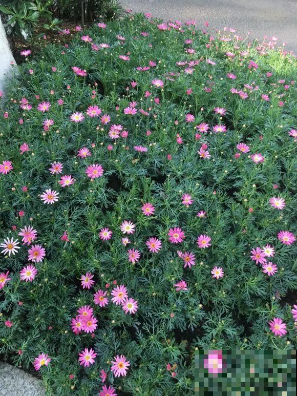 绿化带“壕”无人性，10万块的花堆一起，你认识几个？