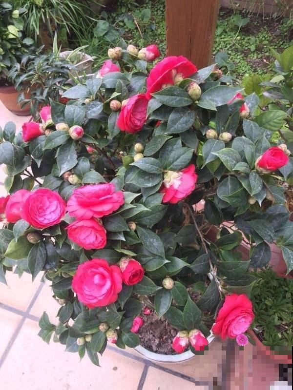 好看就能养活？5种好看但难养的花，小白难养活