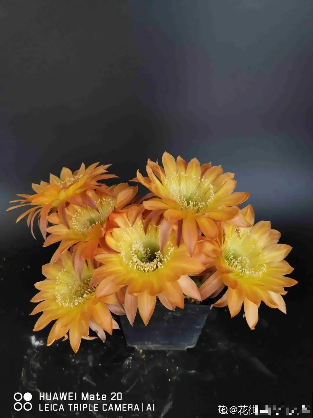 鲜艳多彩的彩草仙人球,开花特惊艳,像荷花一样美 鲜艳多彩的彩草仙人球,开花特惊艳,像荷花一样美