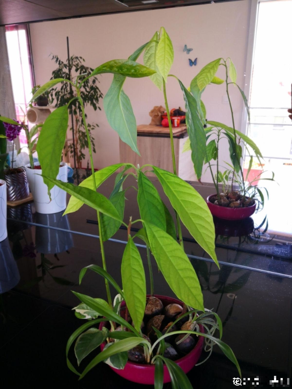 1粒种子几块钱，掌握6个养护方法，结出的果实可达几百块