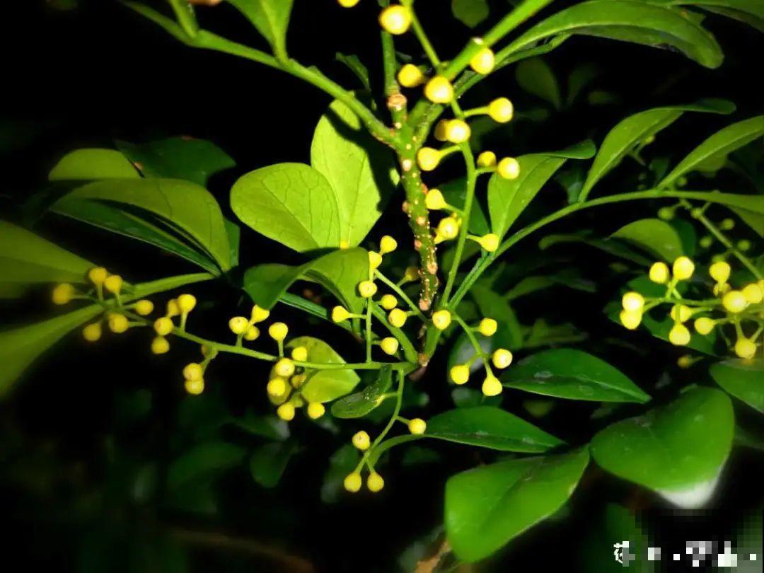 花成了光杆司令，剪一刀撒点药，很快冒新芽