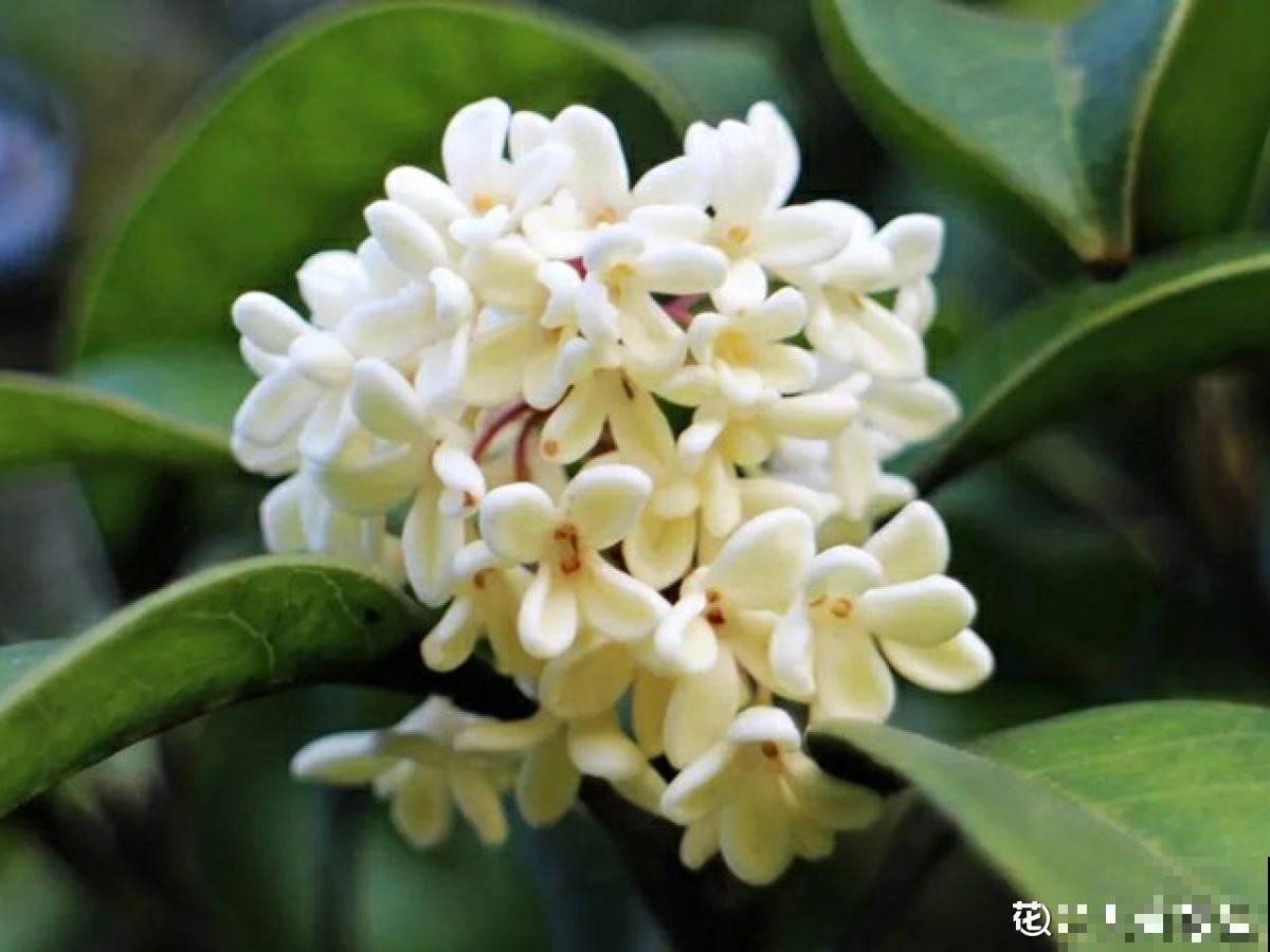 秋天院子里种棵桂花，“香飘十里”不为过，还能做成美味