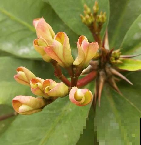 虎刺梅好养也好看，学好这5步，超长花期停不下来