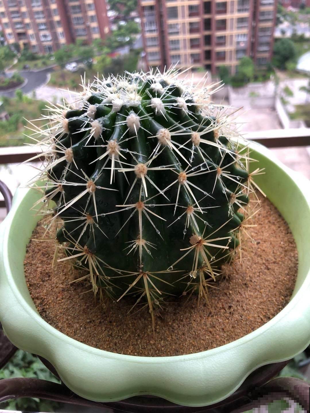 100种常见花,今天终于知道叫什么名了,建议收藏 100种常见花,今天终于知道叫什么名了,建议收藏