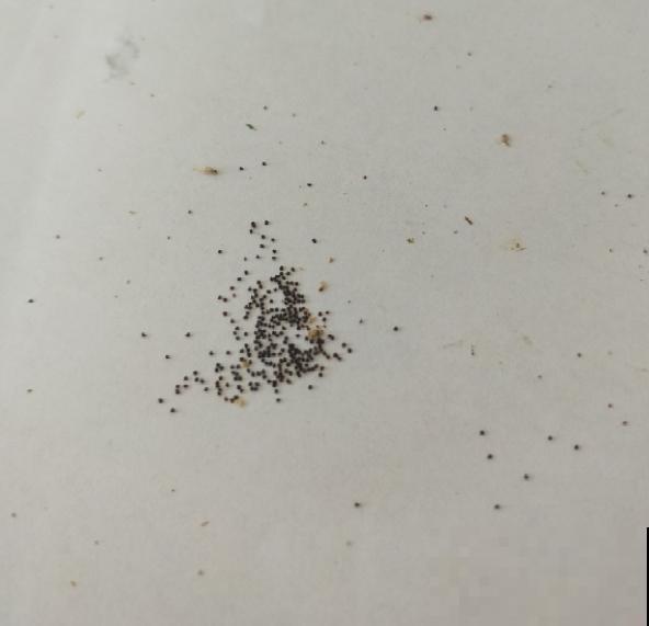 4种花正是秋播好时候,播种技巧要学会,冒出满盆小绿芽 4种花正是秋播好时候,播种技巧要学会,冒出满盆小绿芽