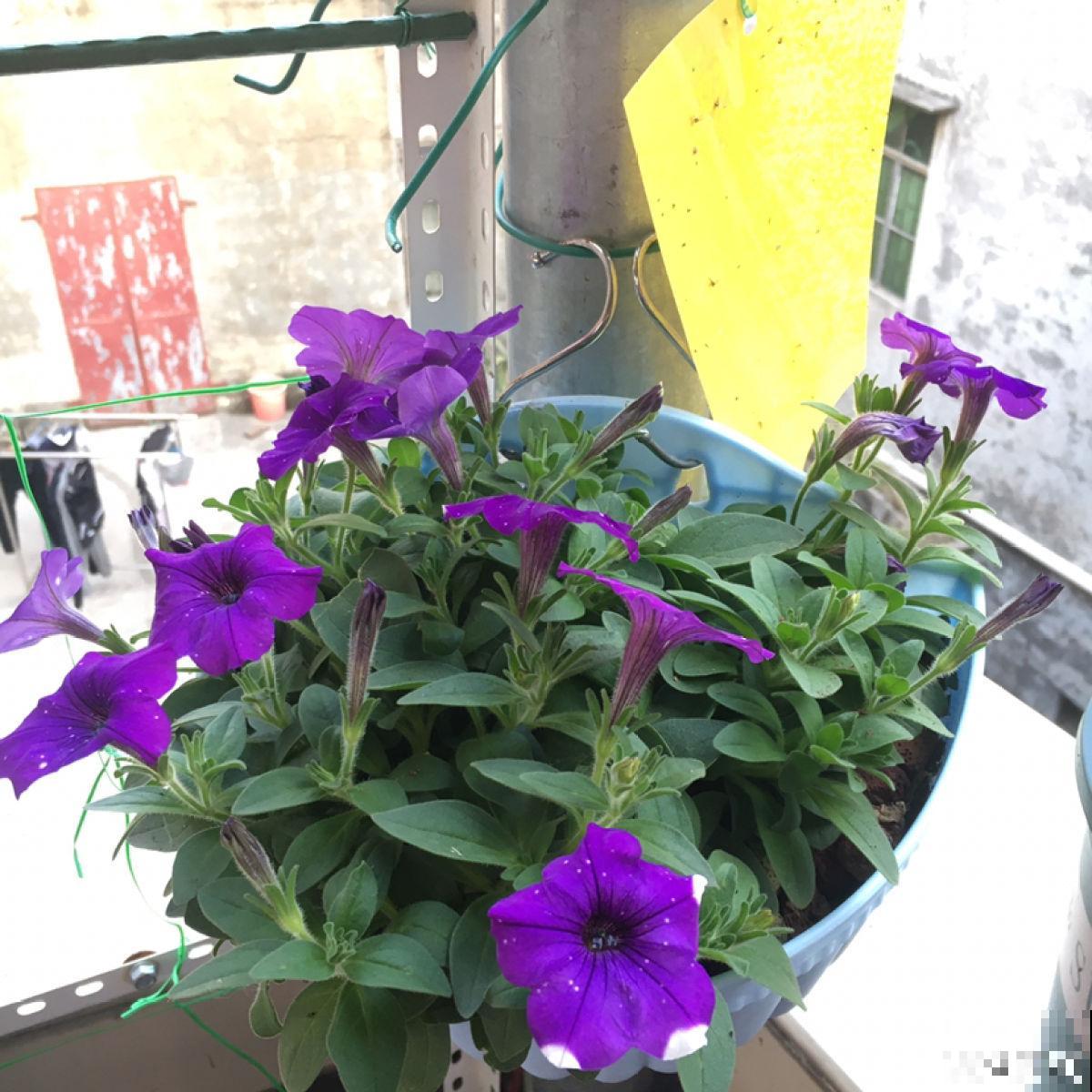 4种花不能惯着,狠狠剪一刀,呼呼冒出“小笋芽” 4种花不能惯着,狠狠剪一刀,呼呼冒出“小笋芽”