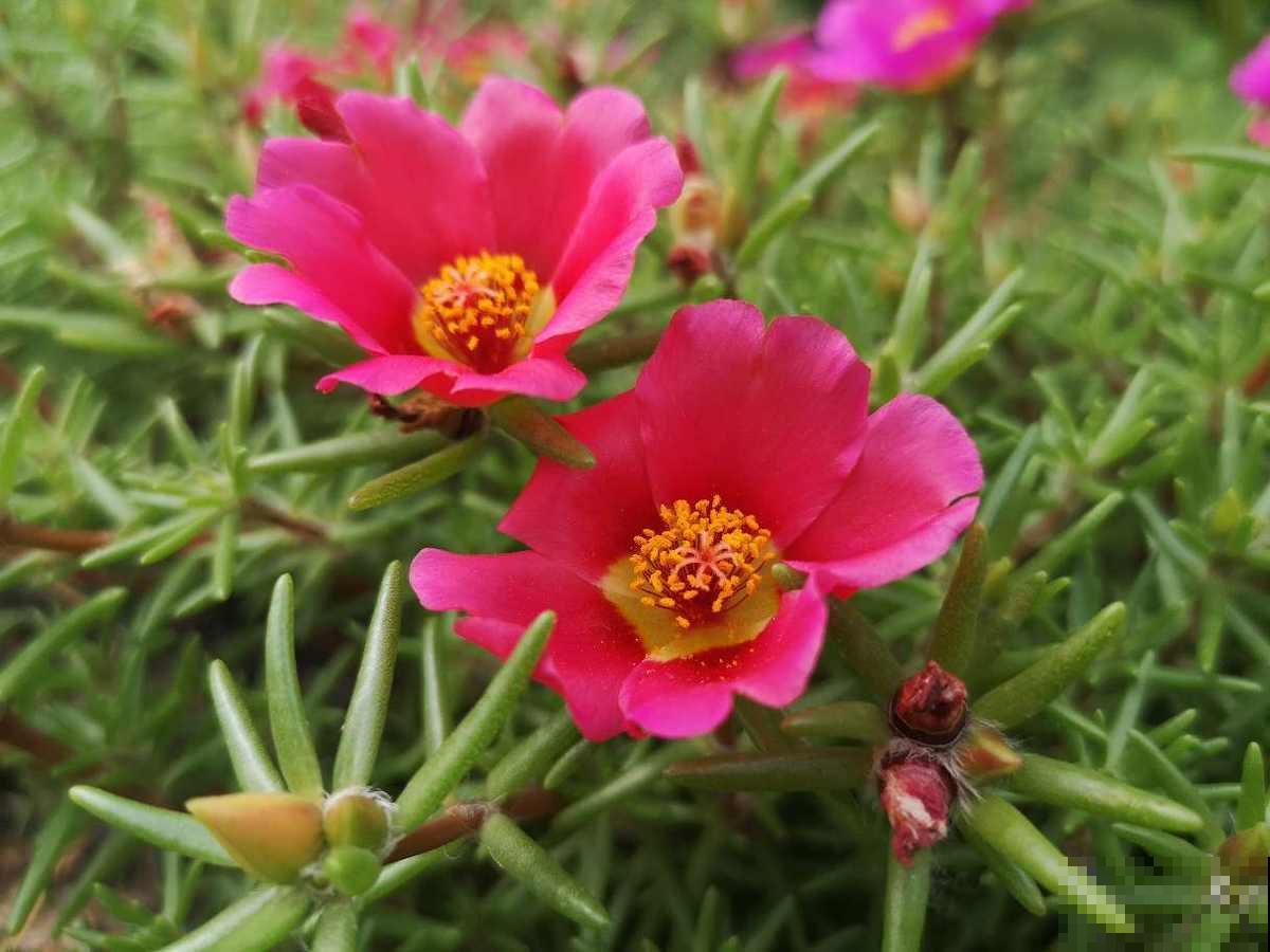 2种花超好养，精心养护反而养不好，不养你就亏大了！