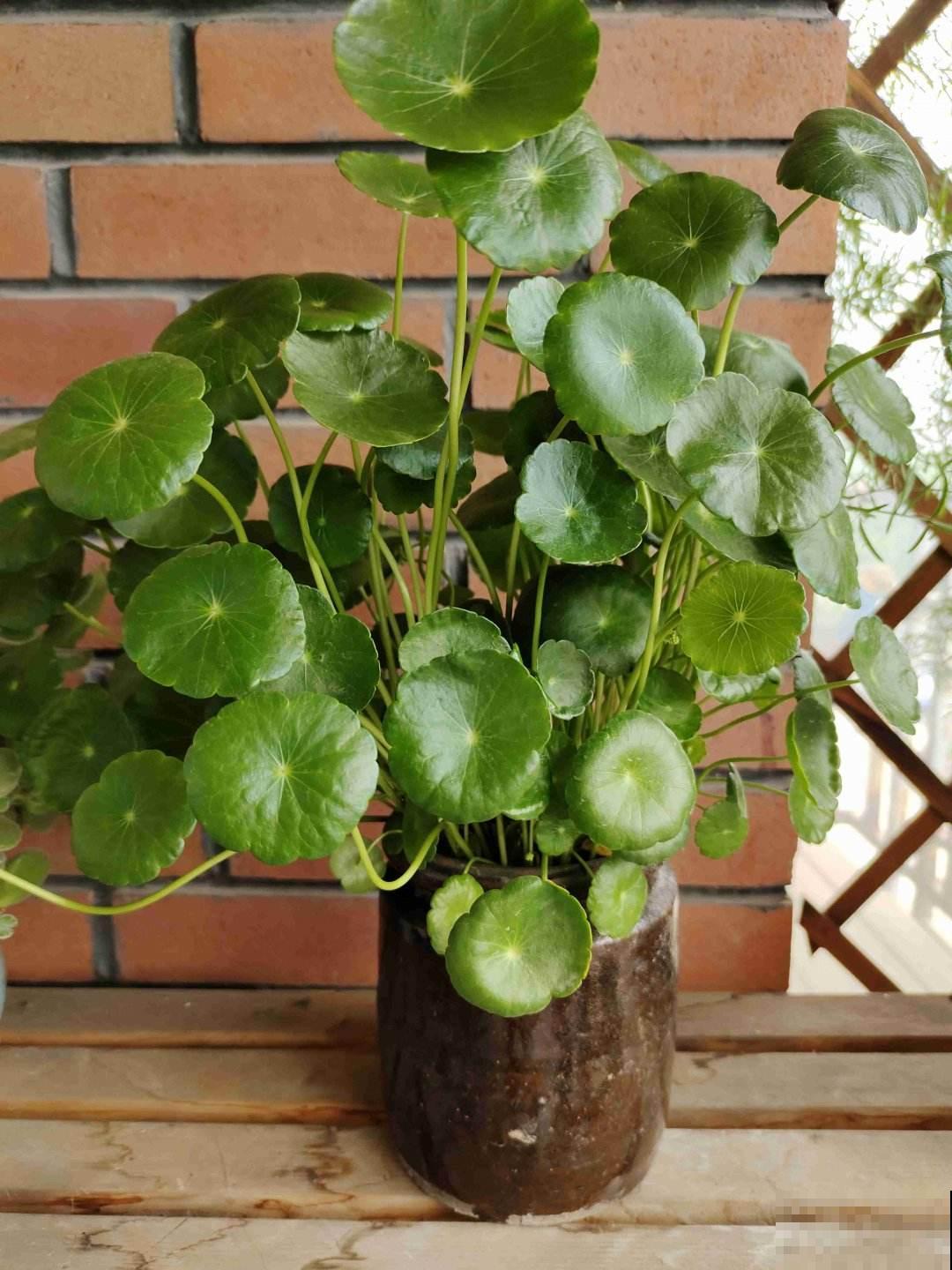 盆栽太累想水培，这4种植物，插水里好养活