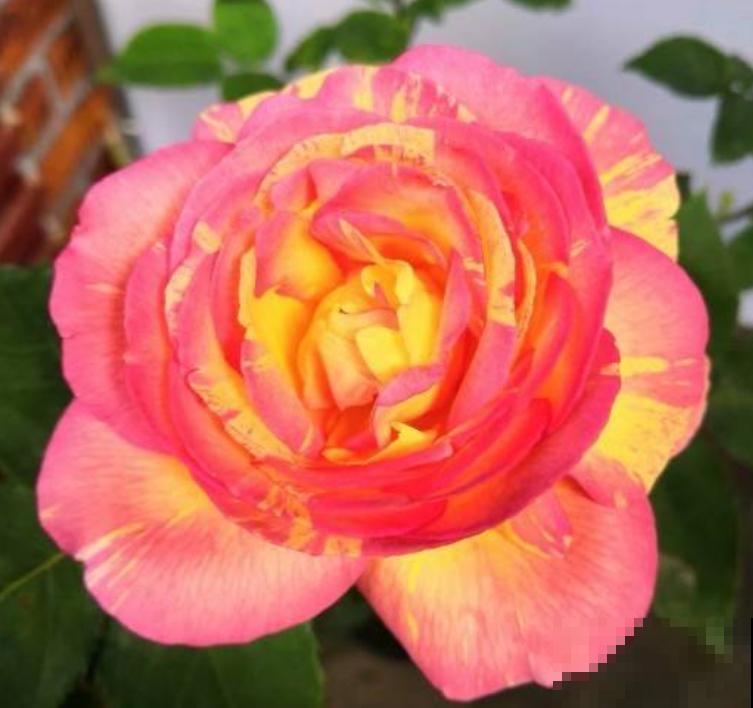 养花入了这仨“坑”,感觉越来越“穷”,你入了哪个坑? 养花入了这仨“坑”,感觉越来越“穷”,你入了哪个坑?