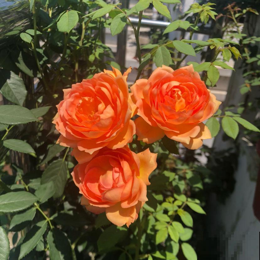 夏天养花浇水是个大问题，注意3个要点，浇水一点都不愁