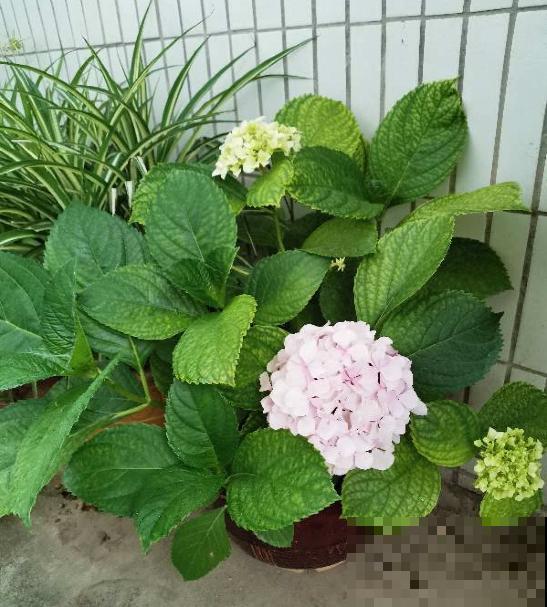 绣球花开得没去年好，赶紧剪两刀，不然一年比一年差