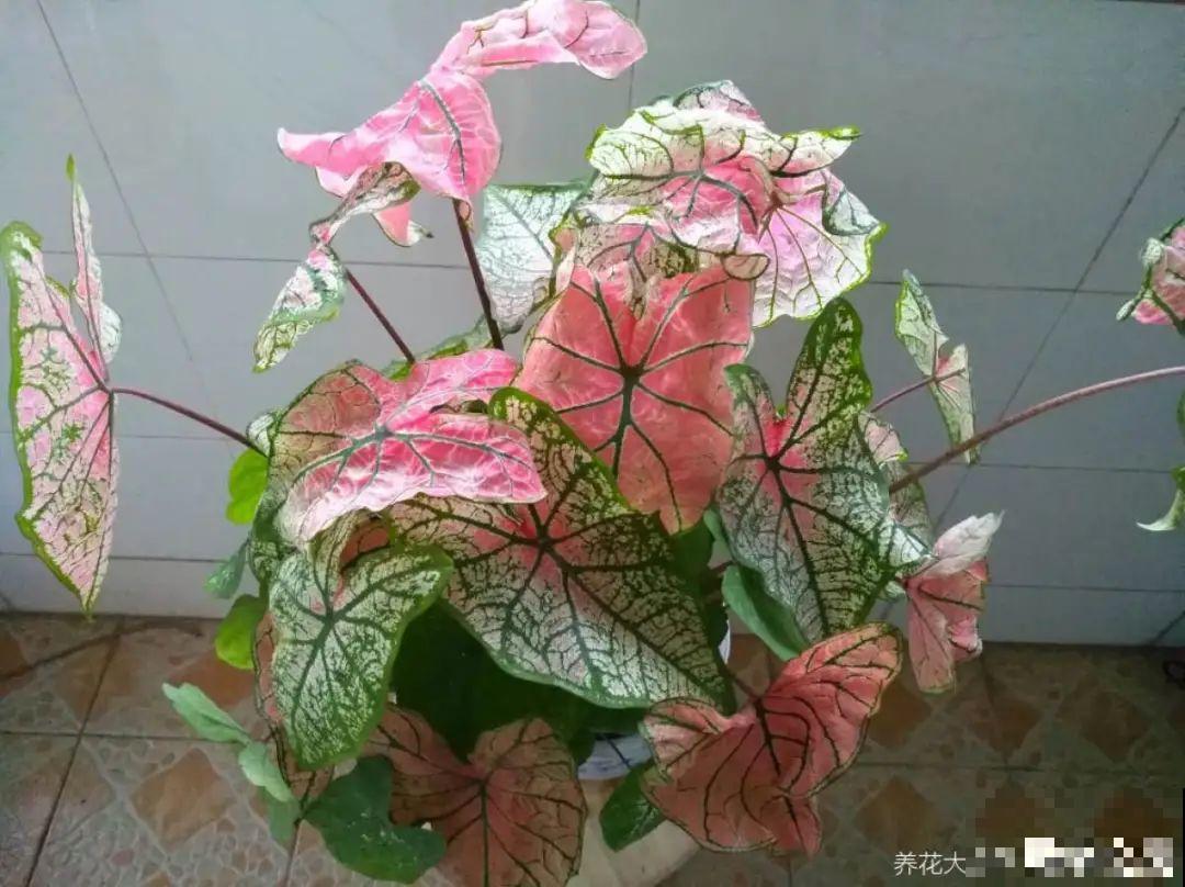 10种花,看着贵气有格调,实际价格很便宜 10种花,看着贵气有格调,实际价格很便宜