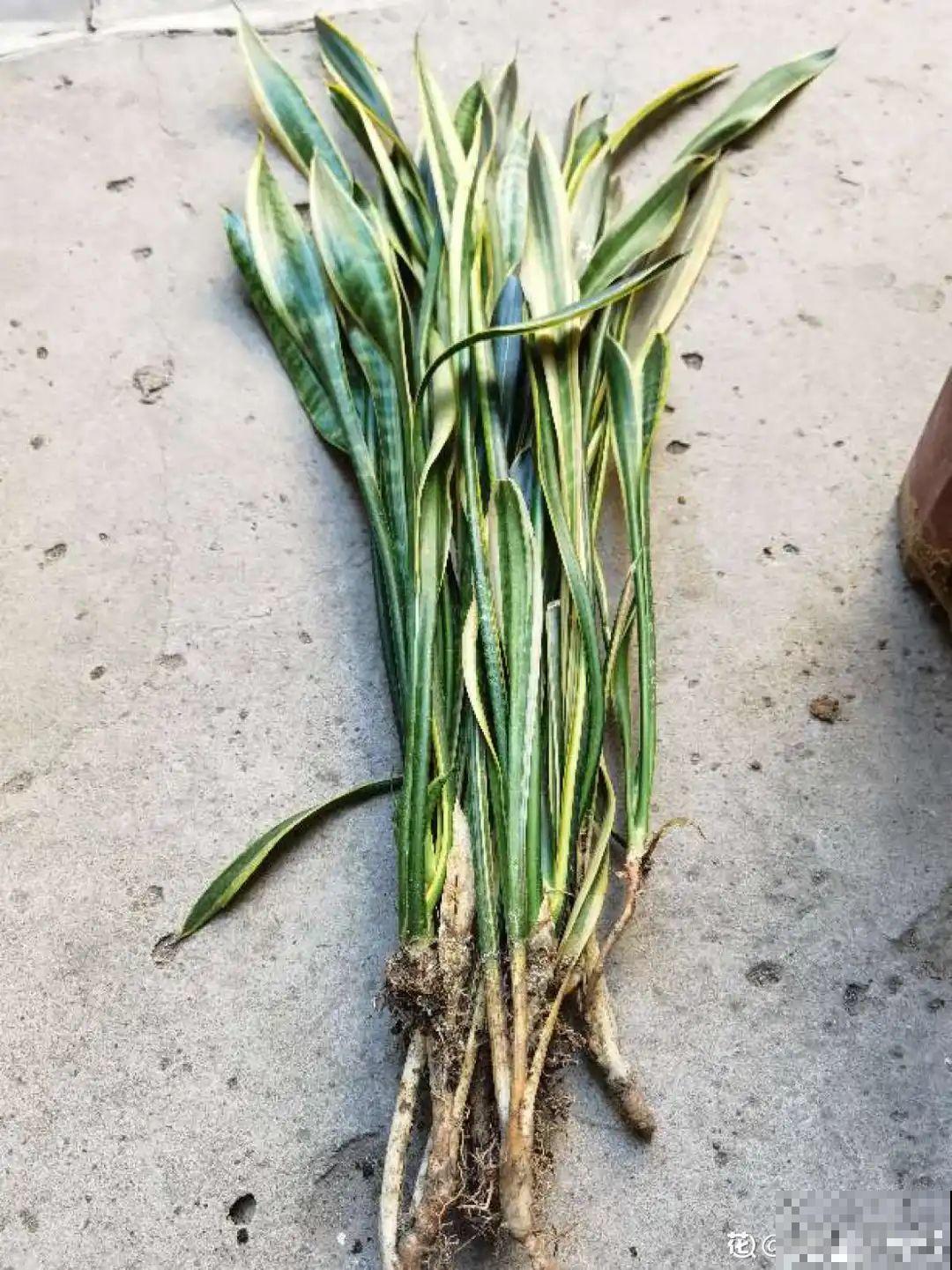 平时的“贵货花”,路边扔了一卡车,赶紧捡回家 平时的“贵货花”,路边扔了一卡车,赶紧捡回家