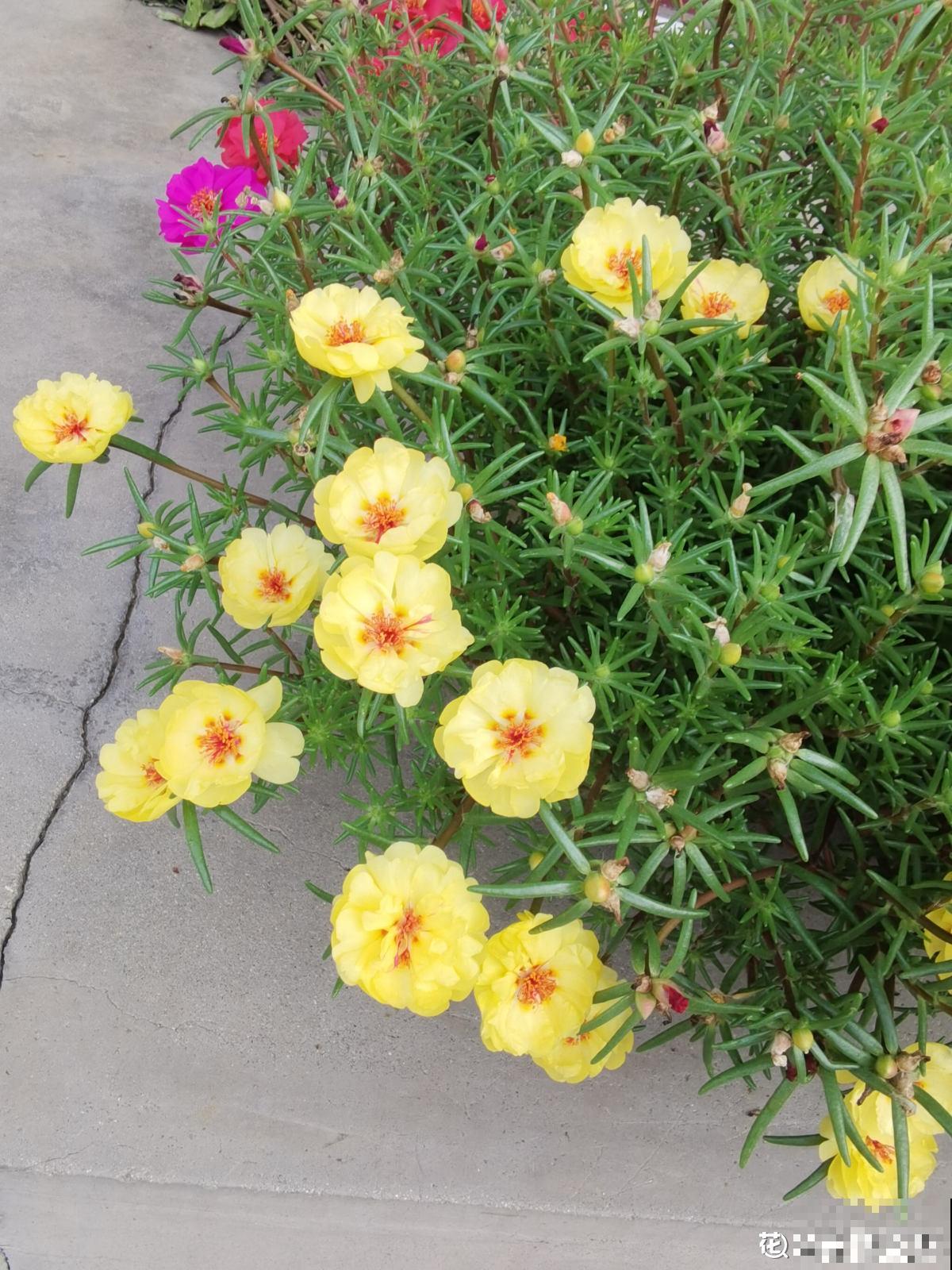 没有花的天台不完整,种这3种花,天台秒变“空中花园” 没有花的天台不完整,种这3种花,天台秒变“空中花园”