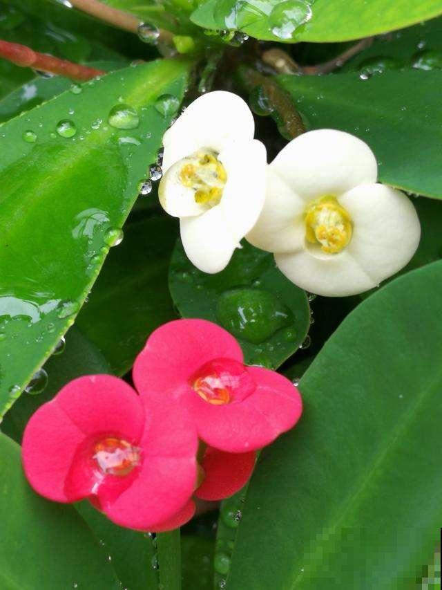 虎刺梅好养也好看，学好这5步，超长花期停不下来