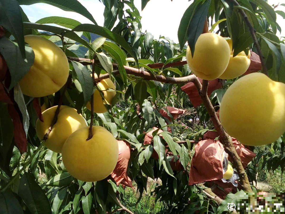 各个省份的代表水果，你家乡的特色水果是什么？