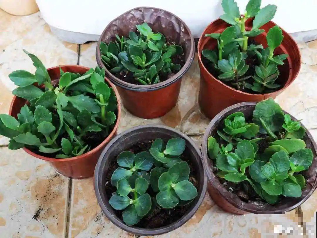 花杆子变黑，赶紧拔出来，立马换土