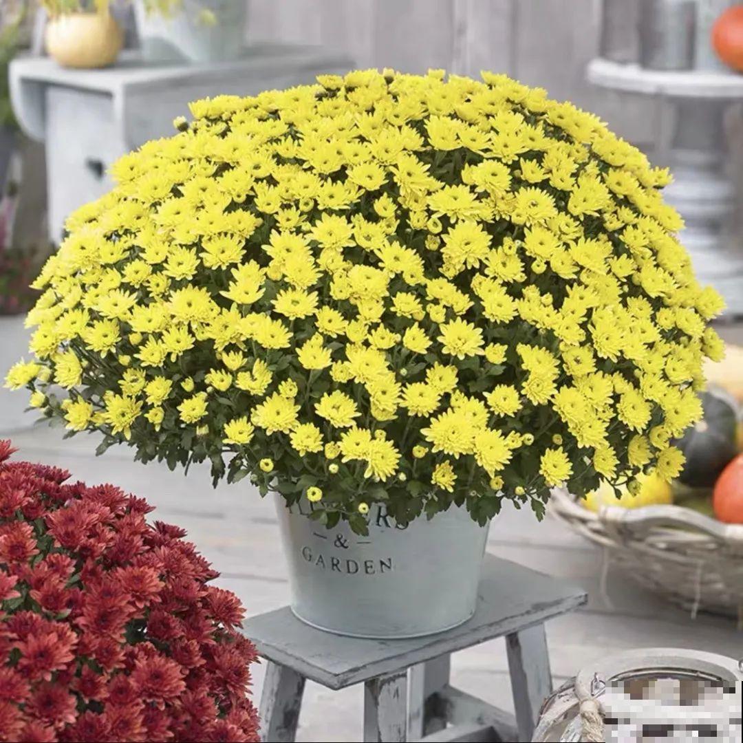 掌握5个步骤，球菊秒变开花机器，花期四季不停