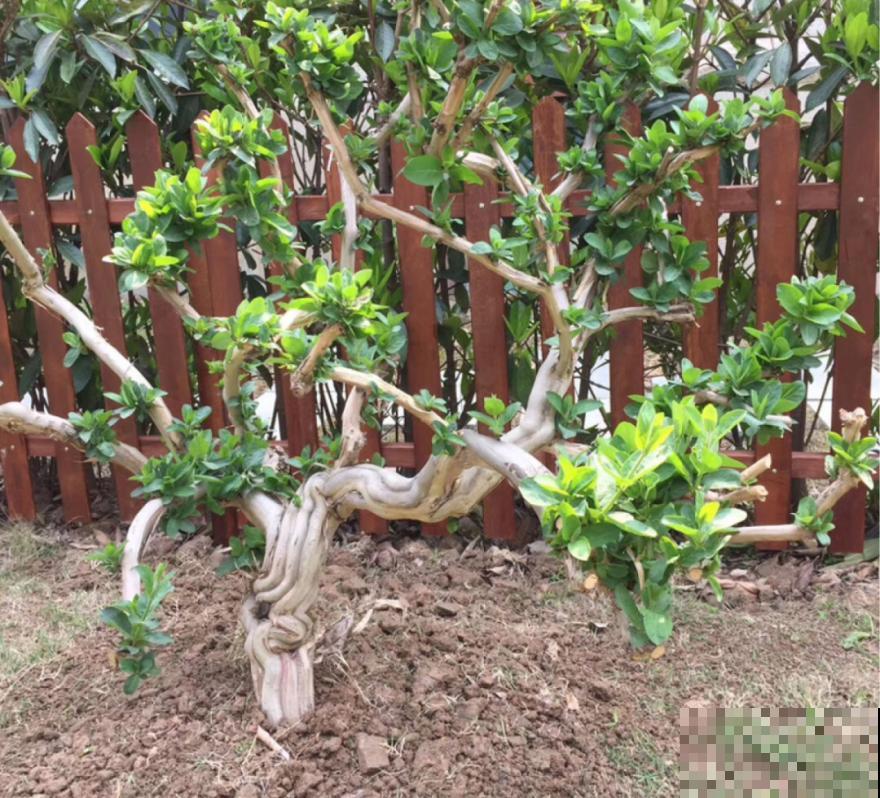 “不死鸟”真烦人，越养越多，真想扔掉