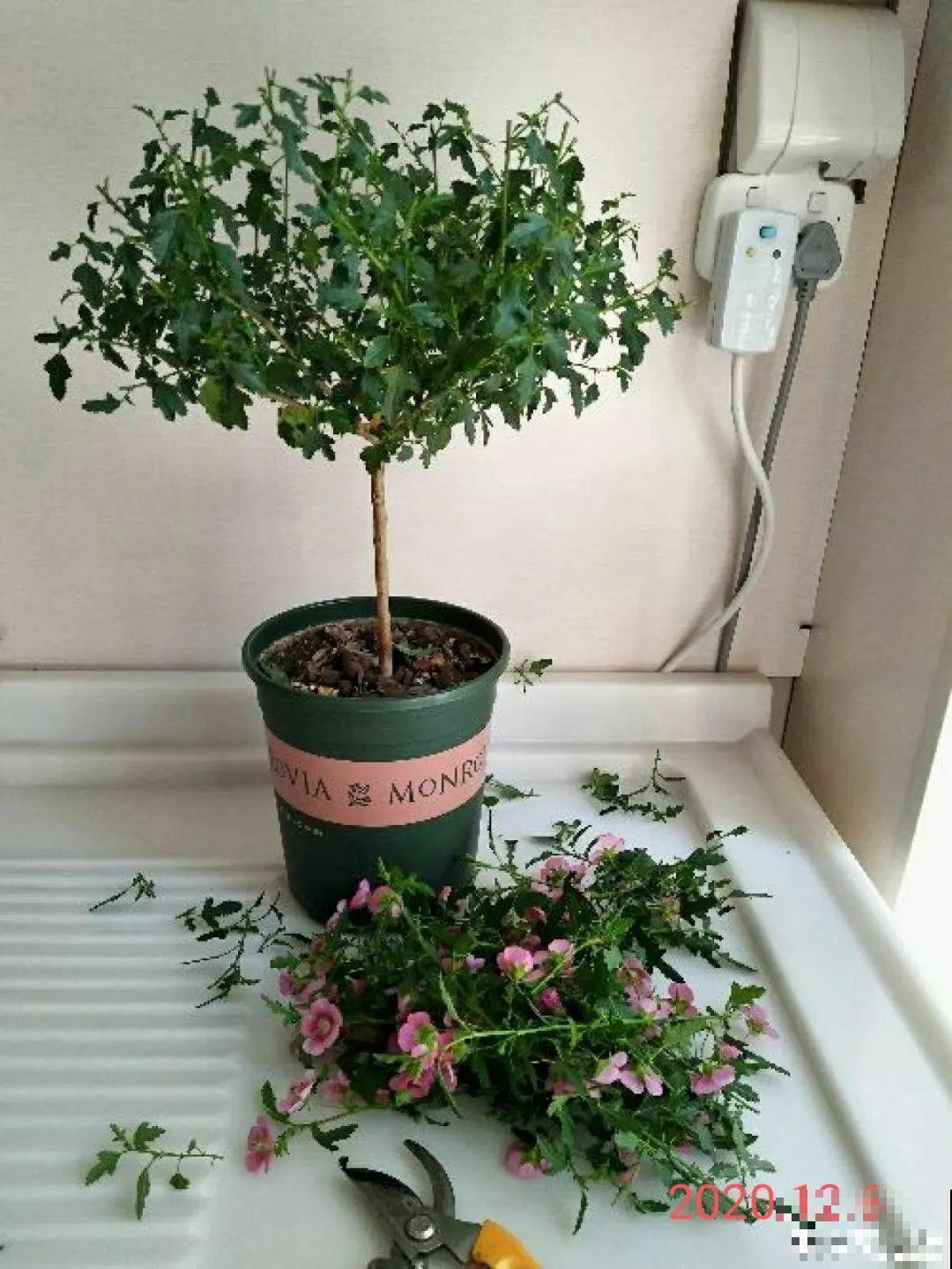 养花大神的爆花技巧，我给大家偷来了，赶紧学