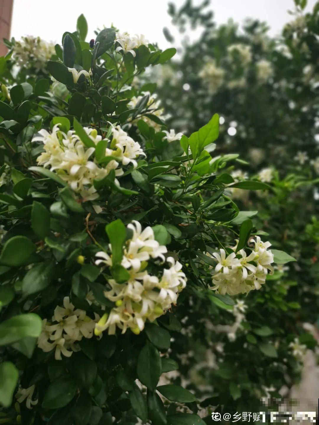活的“香水花”,夏天一直开,满院子都是花香 活的“香水花”,夏天一直开,满院子都是花香