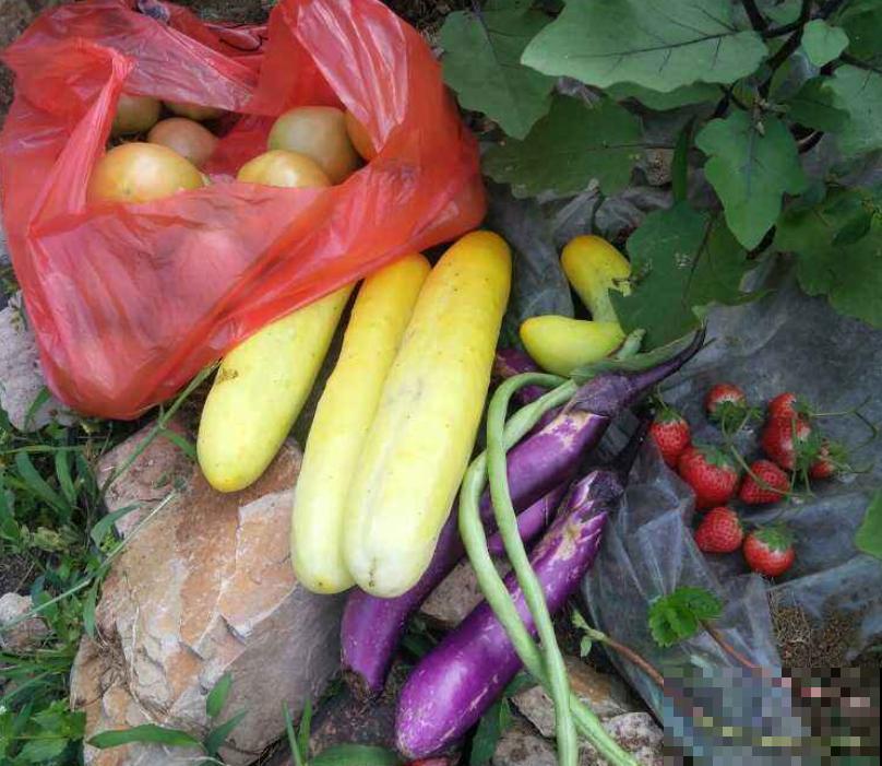 常见水果上市的季节,多吃应季蔬果,对身体有好处 常见水果上市的季节,多吃应季蔬果,对身体有好处