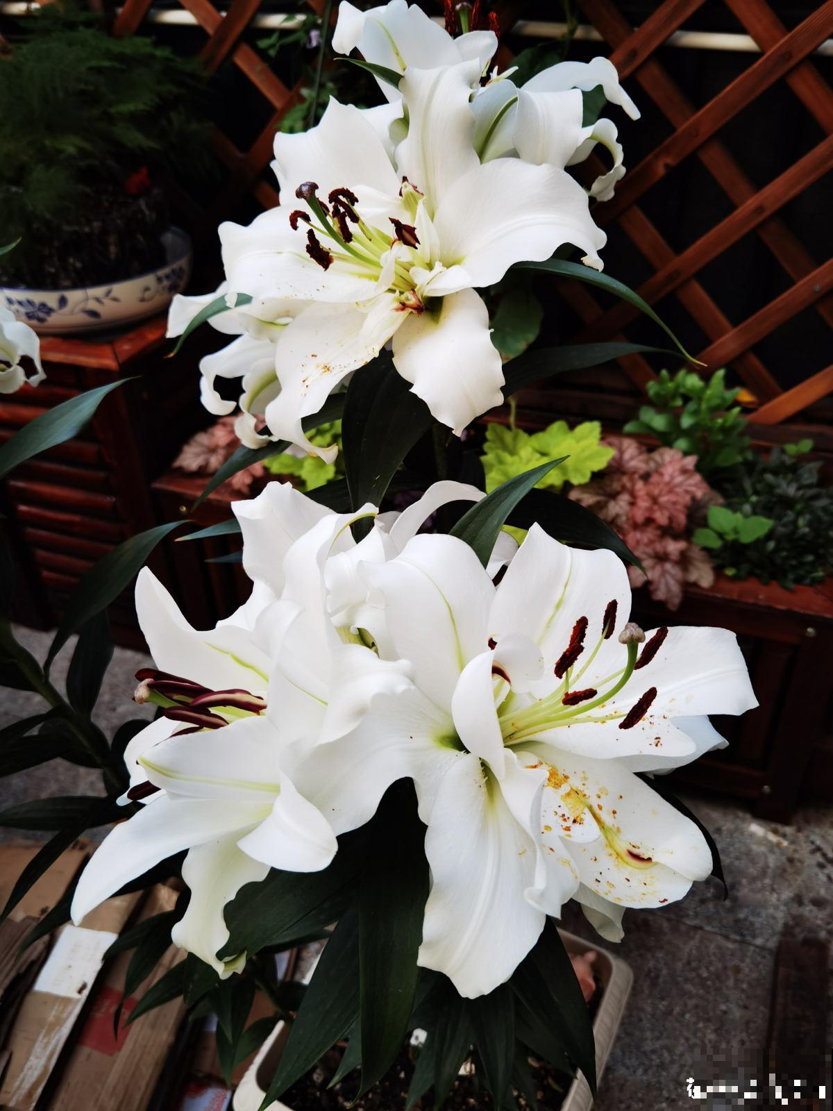 乔迁宴还是得送花!这5种花选好了,友谊更坚固 乔迁宴还是得送花!这5种花选好了,友谊更坚固