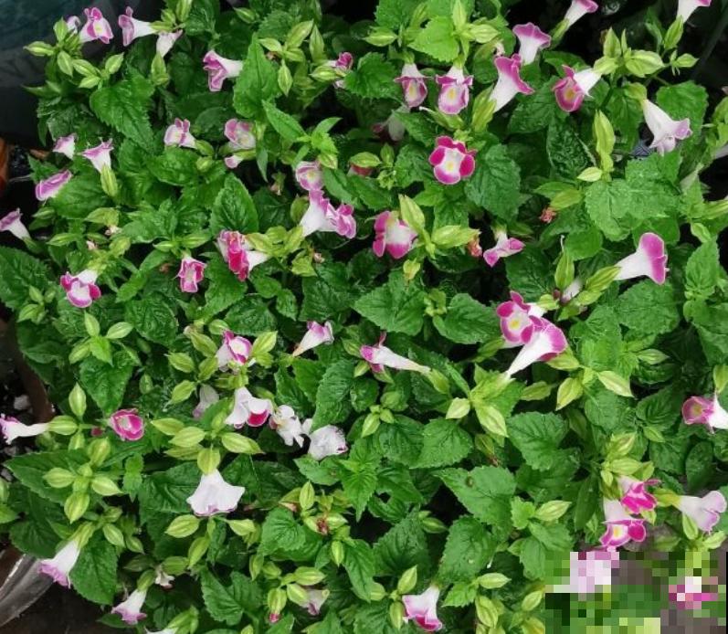 强悍的小草花，种一次年年开，越晒花越多！