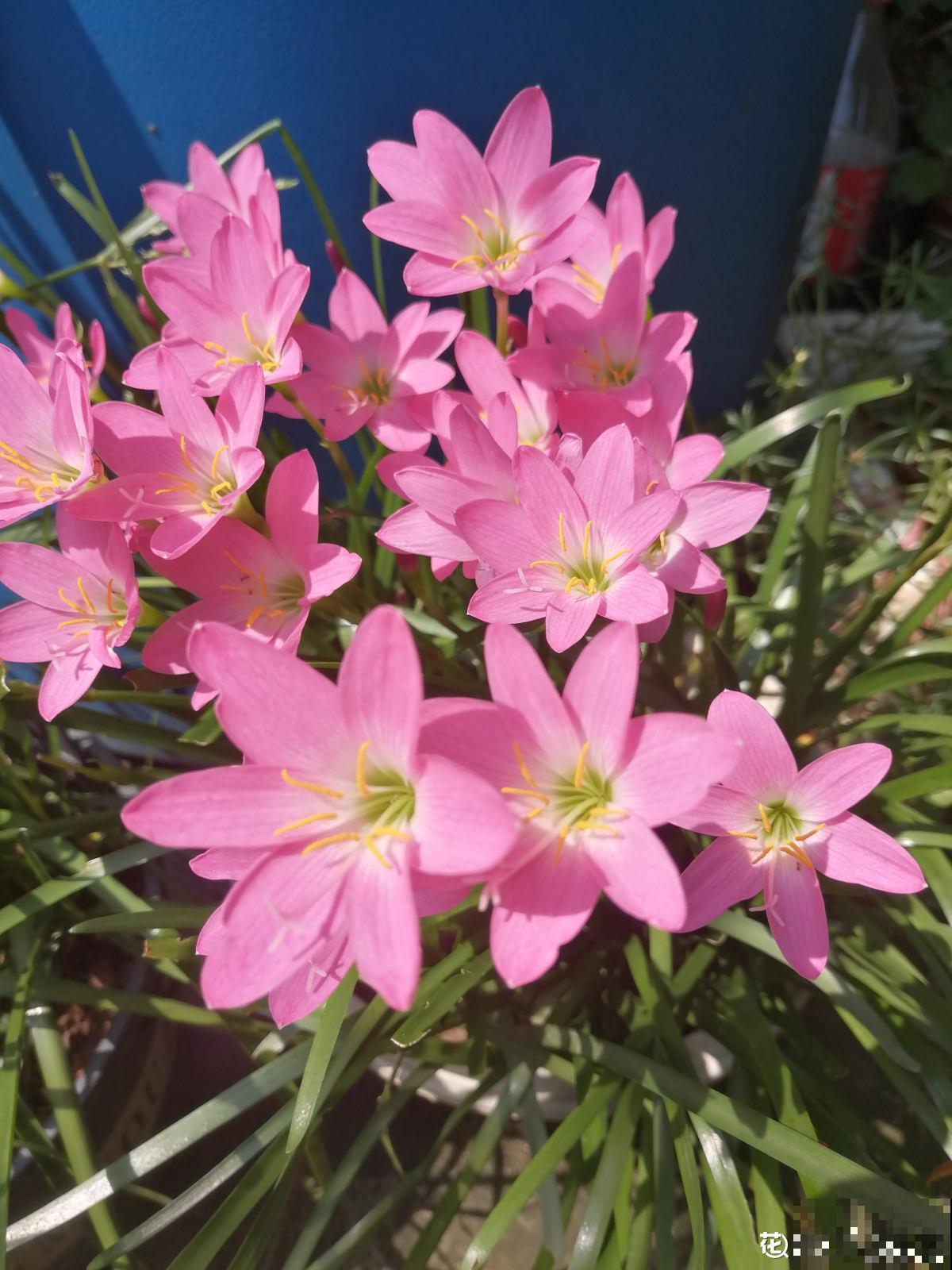 雨天不用躲！一株风雨兰，雨过天晴长更狂