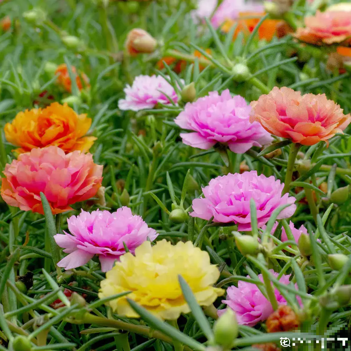 养花7年,居然找到了植物的“财富密码”,4种花“越养越赚钱” 养花7年,居然找到了植物的“财富密码”,4种花“越养越赚钱”