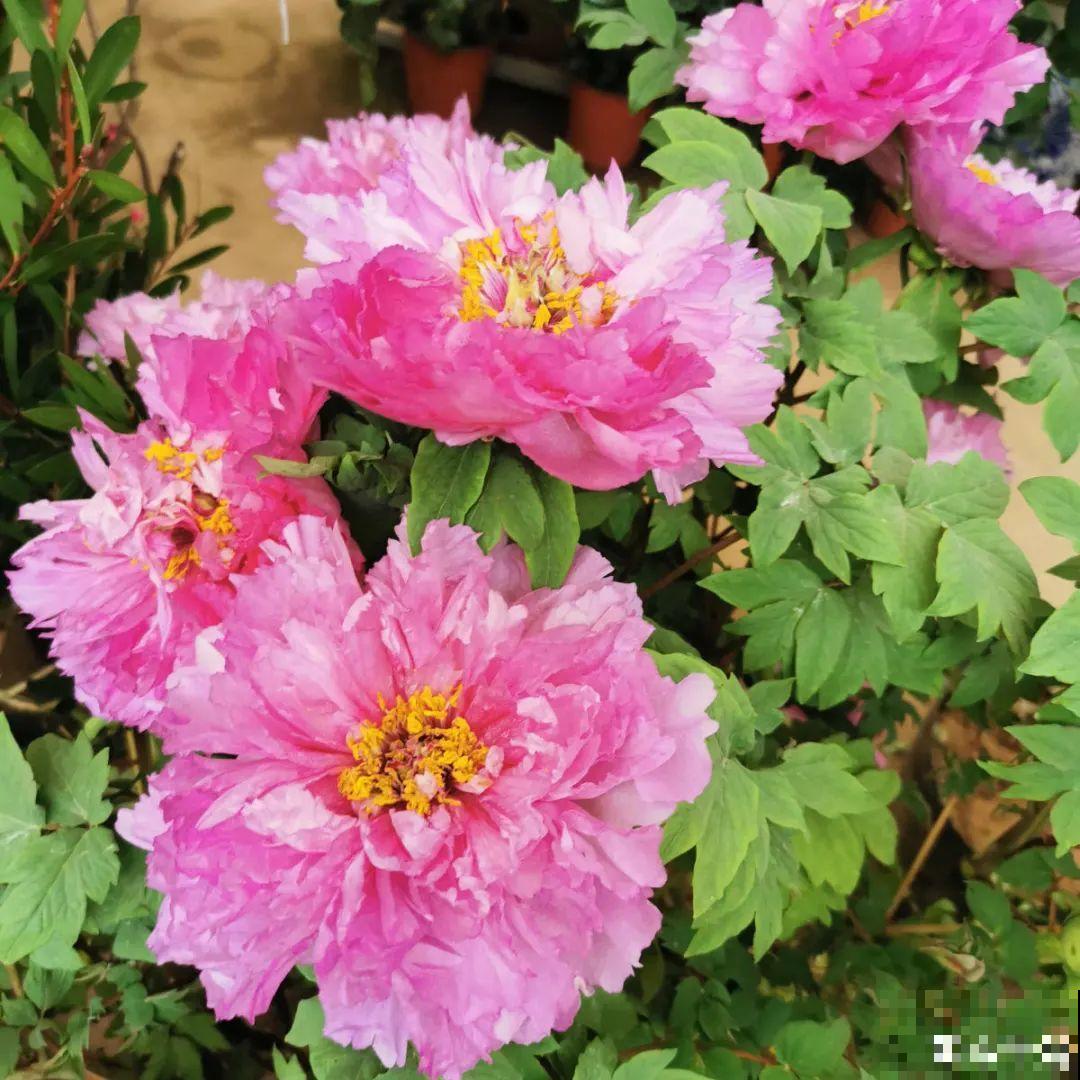 播种时间到,立秋后撒下去,冬春就开花 播种时间到,立秋后撒下去,冬春就开花