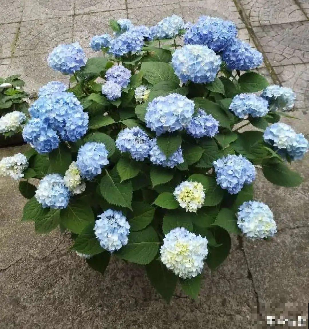 家里光照不足，就养这2种精灵花，耐阴花期长，皮实好养