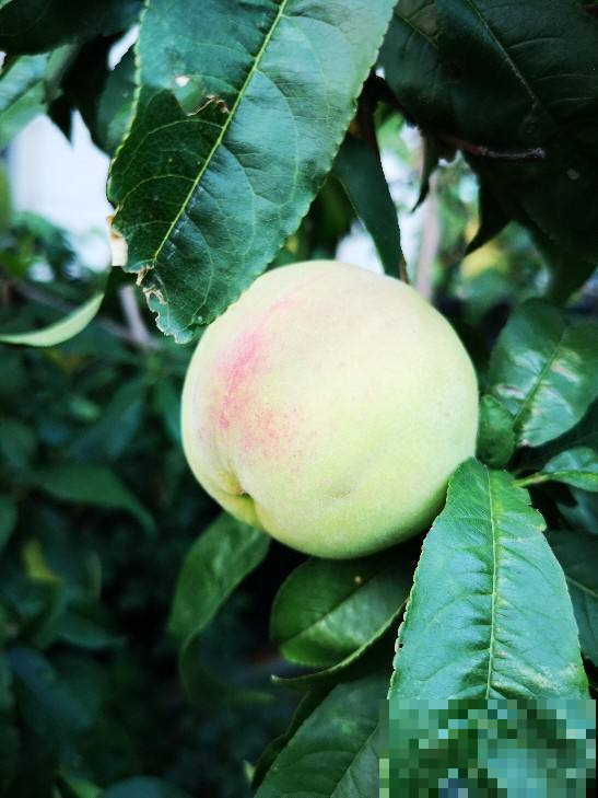 观赏桃树和食用桃树是同一种吗?走进桃树大国,揭秘桃树种类 观赏桃树和食用桃树是同一种吗?走进桃树大国,揭秘桃树种类
