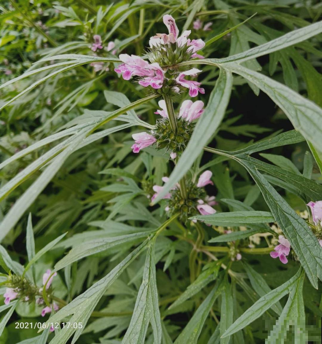 路边不起眼的草,种院子里用处大,还能清热降暑气 路边不起眼的草,种院子里用处大,还能清热降暑气