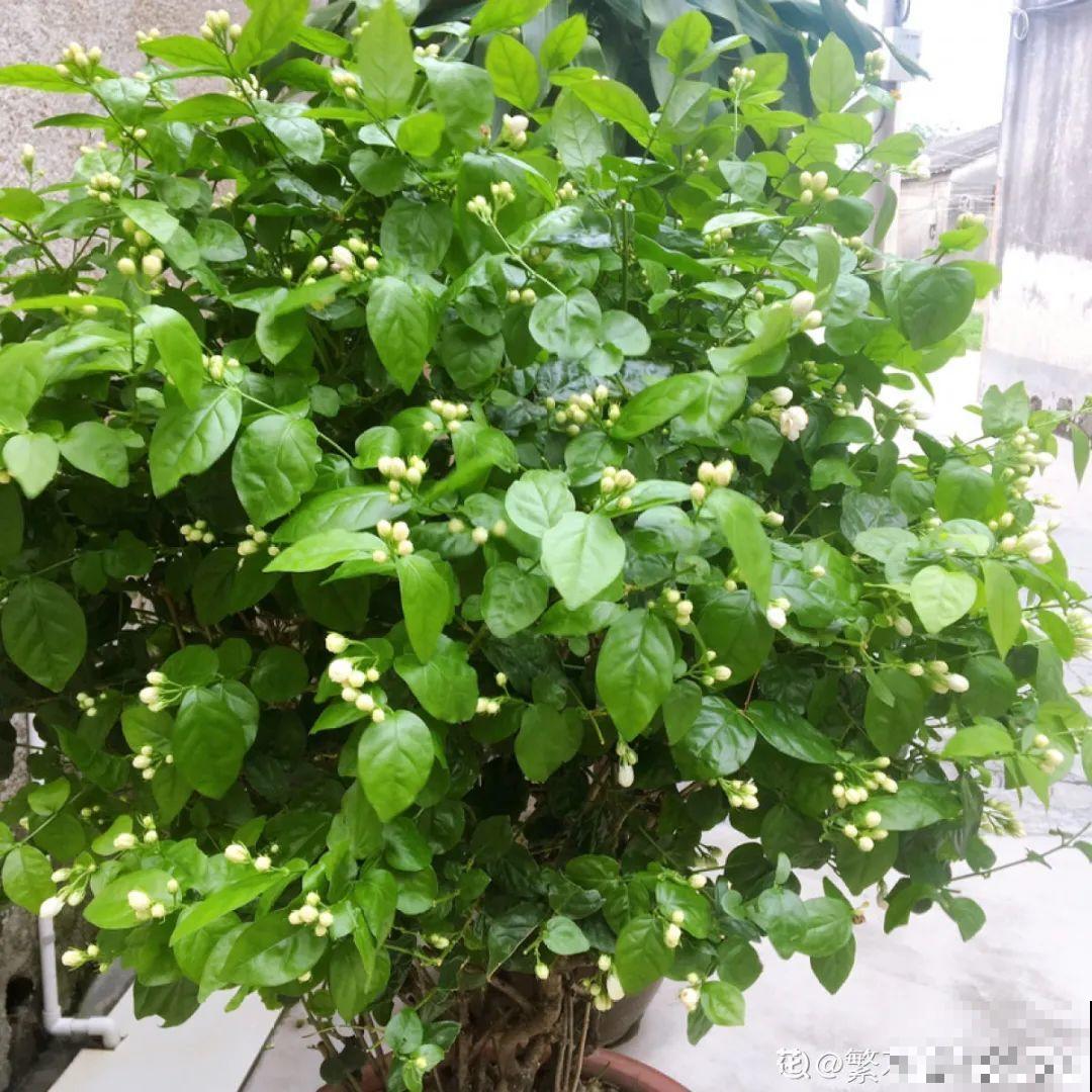 有个小院种种花，听风看雨，满眼花木