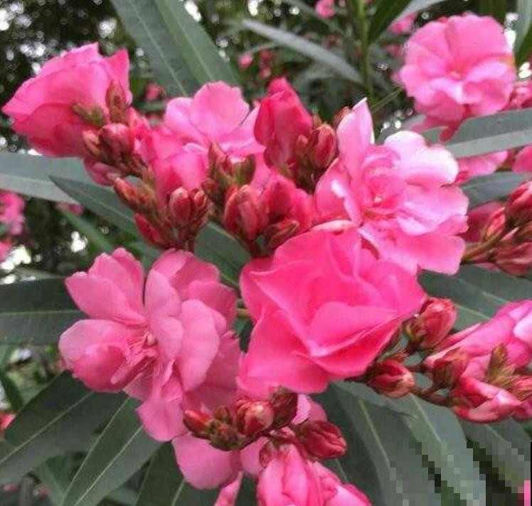 养花人必知的5个常识,提前注意,才能将花养好 养花人必知的5个常识,提前注意,才能将花养好