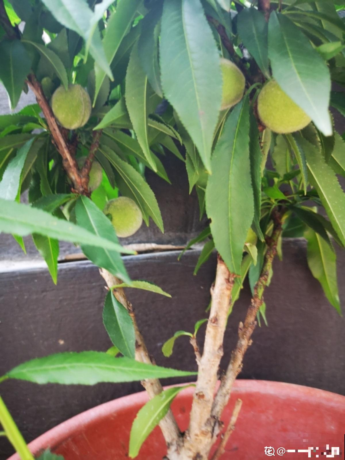 吃桃季，院子还没种桃树的看过来，纯天然无公害