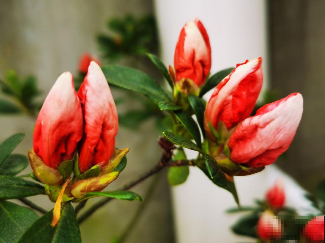 难养活的8种花，在家里养不好，扔门口反而呼呼开花