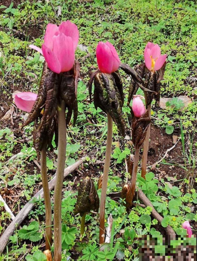 路边野花别乱采，采了有麻烦，再好看也别碰