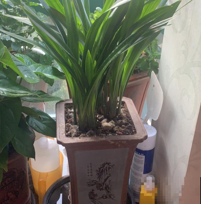 想养好花，选花盆很关键，5种材质花盆知识，快进来了解一下