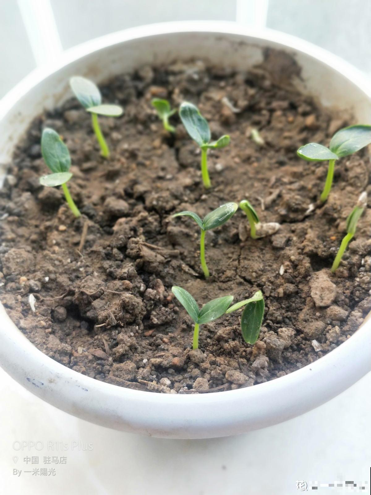 黄瓜养腻了，换一换水果黄瓜，养法相似，营养更高