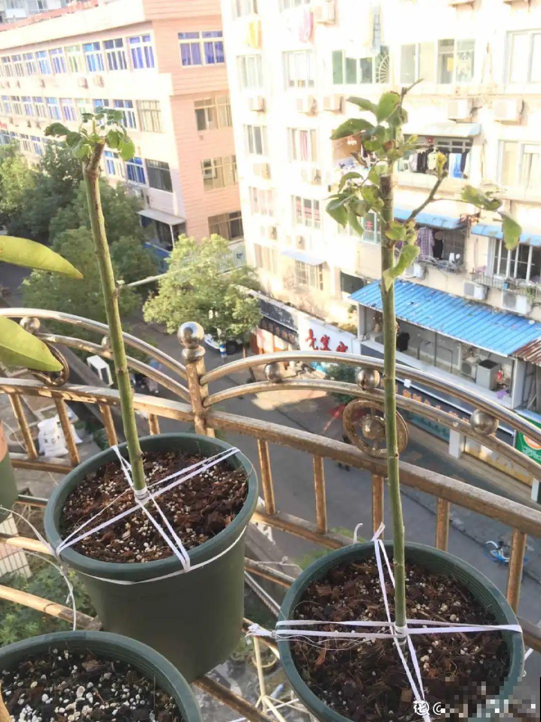 养了30年的玉树,扦插开出9色花,快来沾沾喜气 养了30年的玉树,扦插开出9色花,快来沾沾喜气