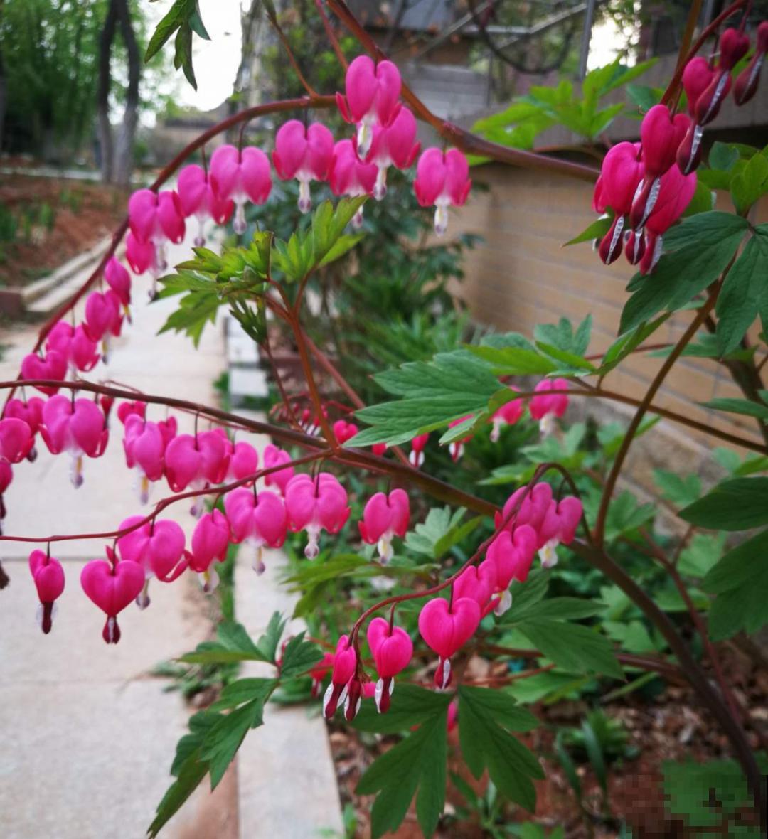 家里别只养绿萝,15种精致耐阴花,光照不好也能长很美 家里别只养绿萝,15种精致耐阴花,光照不好也能长很美