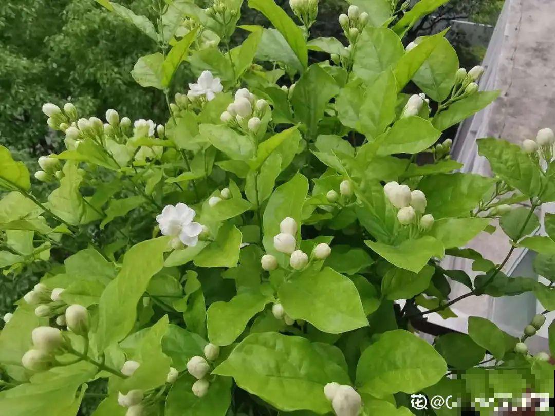 家门口的木槿花，裹上面炸一炸，外酥里嫩香喷喷